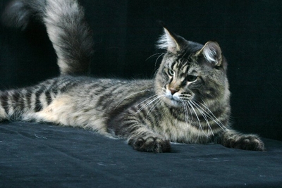 Allevamento Surya Maine Coon - Vaprio d'Adda (MI)