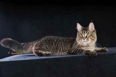 Allevamento Surya Maine Coon - Vaprio d'Adda (MI)