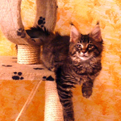 Allevamento Surya Maine Coon - Vaprio d'Adda (MI)