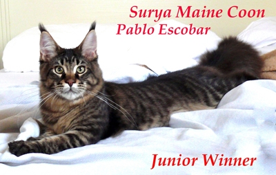 Allevamento Surya Maine Coon - Vaprio d'Adda (MI)