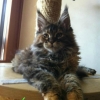 Surya Maine Coon Taima