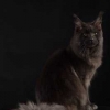 surya-maine-coon-vertigo14