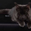 surya-maine-coon-vertigo17