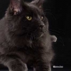 surya-maine-coon-vertigo18