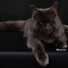 surya-maine-coon-vertigo20