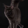 surya-maine-coon-vertigo25