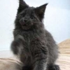 surya-maine-coon-wandal11