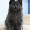 surya-maine-coon-wandal9