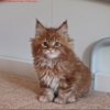 surya-maine-coon-tabasco-60gg1