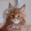 surya-maine-coon-tabasco-60gg2