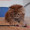 surya-maine-coon-tabasco-60gg3