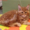 surya-maine-coon-tamtam-75gg3