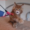 surya-maine-coon-tarzan-60gg1