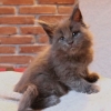 surya-maine-coon-ursula-45giorni2