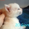 surya-maine-coon-ulisse-20gg2