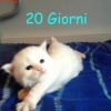 surya-maine-coon-ulisse-20gg3