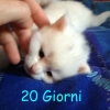 surya-maine-coon-ulisse-20gg5