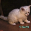 surya-maine-coon-ulisse-45gg1