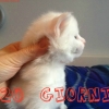 surya-maine-coon-urano-20gg3