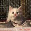 surya-maine-coon-urano-45gg2